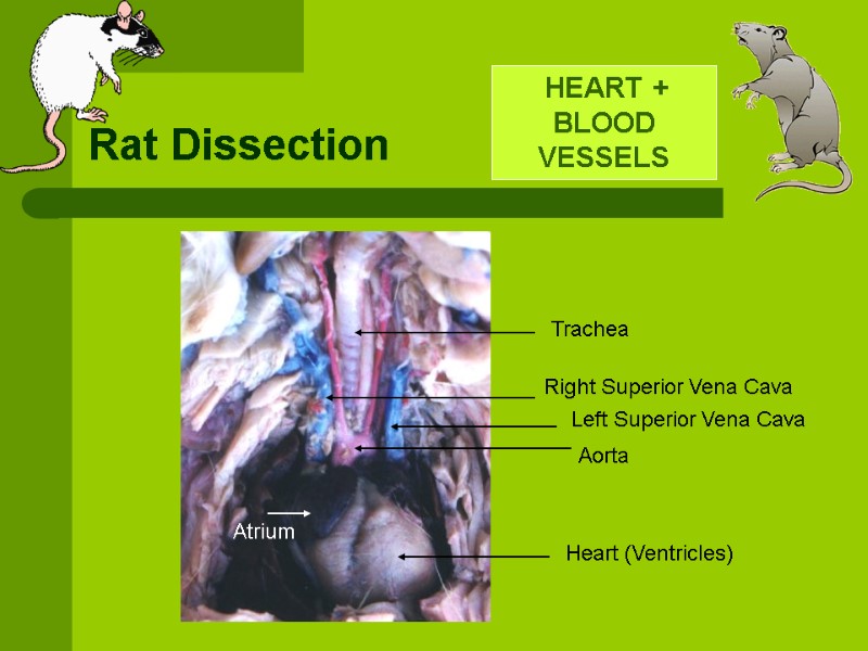Rat Dissection  HEART + BLOOD VESSELS Right Superior Vena Cava Left Superior Vena